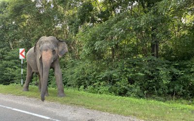 Faut-il se ruer en bourse