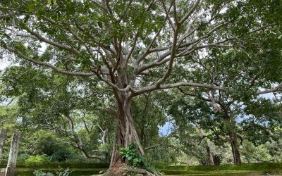 Analogie avec le Bitcoin